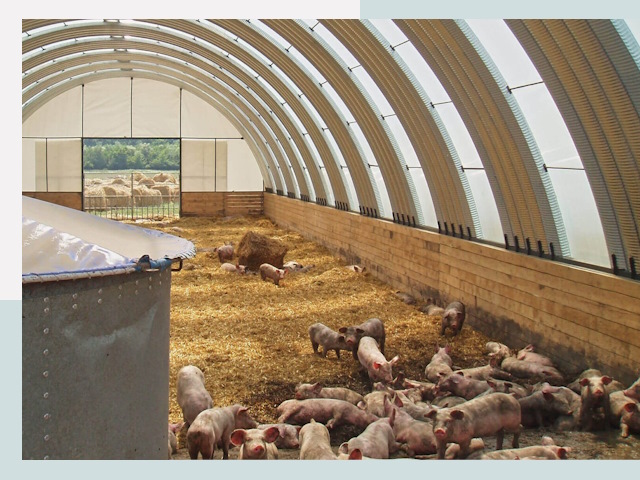 Строительство свинарников в Снежинске